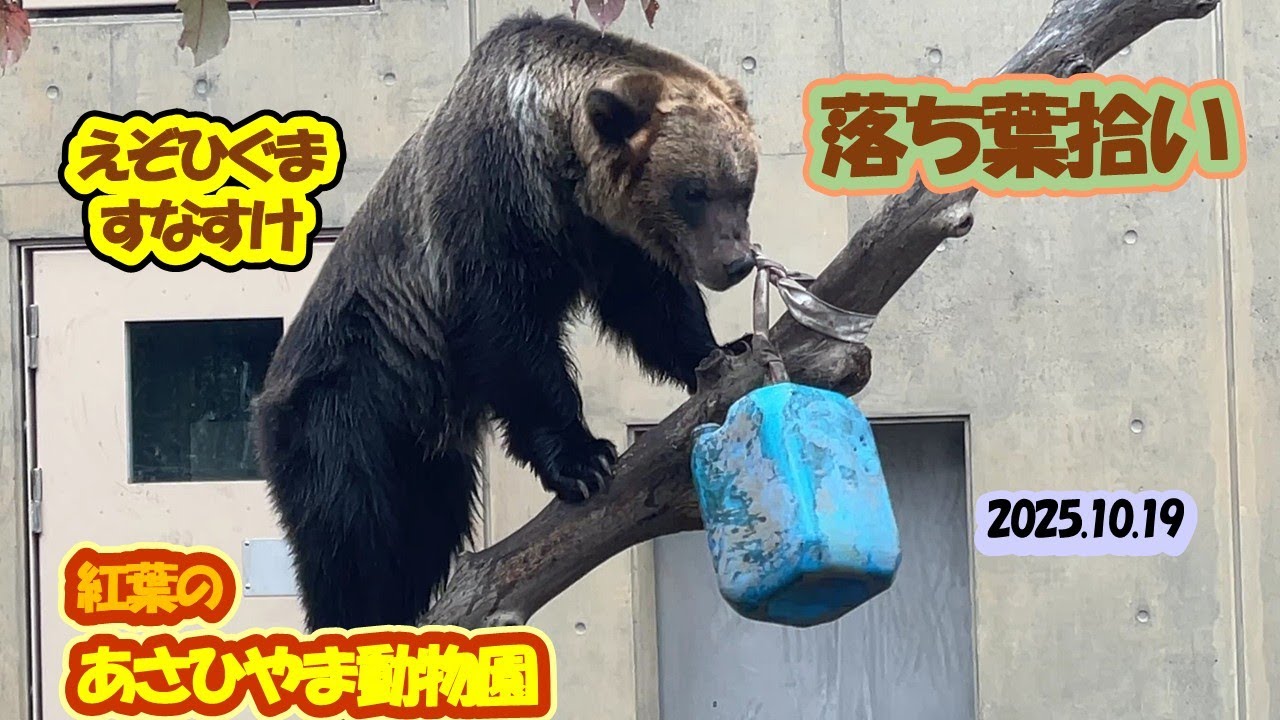 あさひやま動物園　えぞひぐまのすなすけ 20251019