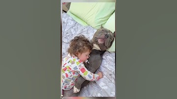 Thumbnail of So ok mino #dog #americanbully #music #love #song #doglove