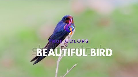 Beautiful & colourful bird "Barn Swallow: Aerial Acrobat of the Skies"