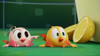 (NOVO) A Chicky adora limão | Onde está Chicky? | Coleção desenhos animados Infantil