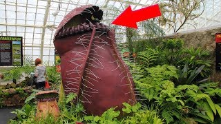 10 Loài Cây Ăn Thịt "Tàn Bạo" Nhất Thế Giới - Hãy xem cách chúng săn mồi
