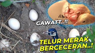 Download Lagu ANEH..!! PANEN TELOR MERAK,KOK ANAKNYA WARNA PUTIH..?? MP3 Download Lagu ANEH..!! PANEN TELOR MERAK,KOK ANAKNYA WARNA PUTIH..?? MP3
