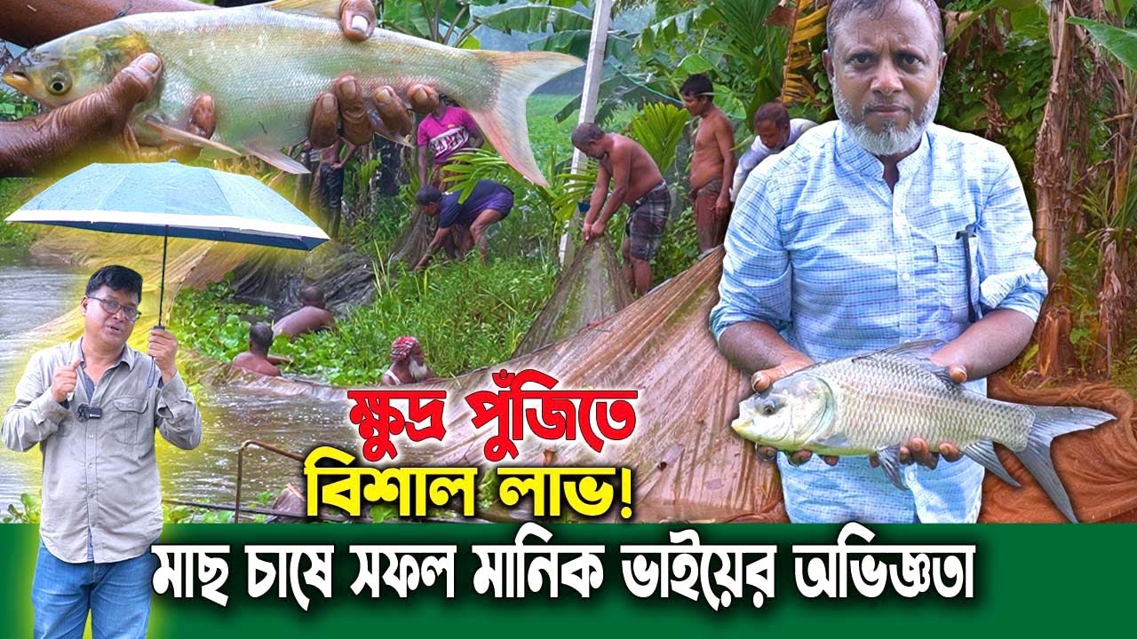 ক্ষুদ্র পুঁজিতে বিশাল লাভ! মোবাইল বিক্রেতা থেকে সফল মাছ চাষি মানিক ভাই