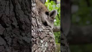 Calling raccoons | Sabre Wildlife Shorts #raccoon #wildlife #animals #naturephotography #nature