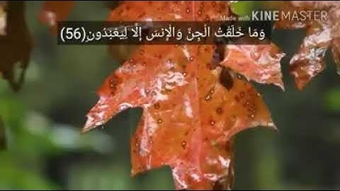 قرآن كريم تلاوة هادئة الشيخ ادريس ابكر ❤ ارح قلبك / حالات واتس اب روووعة / مقاطع قصيرة