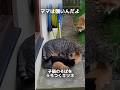 うわあ 庭にキツネが出たよ ママ猫出動