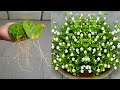 🌿Great idea to propagation of mogra jasmine, adenium, rose and guava plants