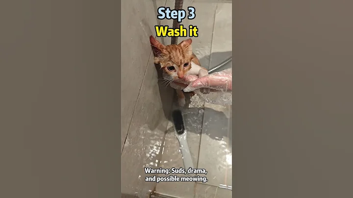 How to Adopt a Stray Cat🚀 The Ultimate Beginner’s Guide  #stray #cat #adoptstrays