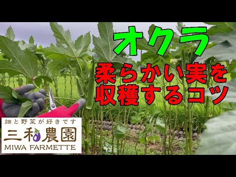 【オクラ】柔らかくて美味しい実を収穫すために、今やっておきたい事！NO512（2022.8.12） - YouTube