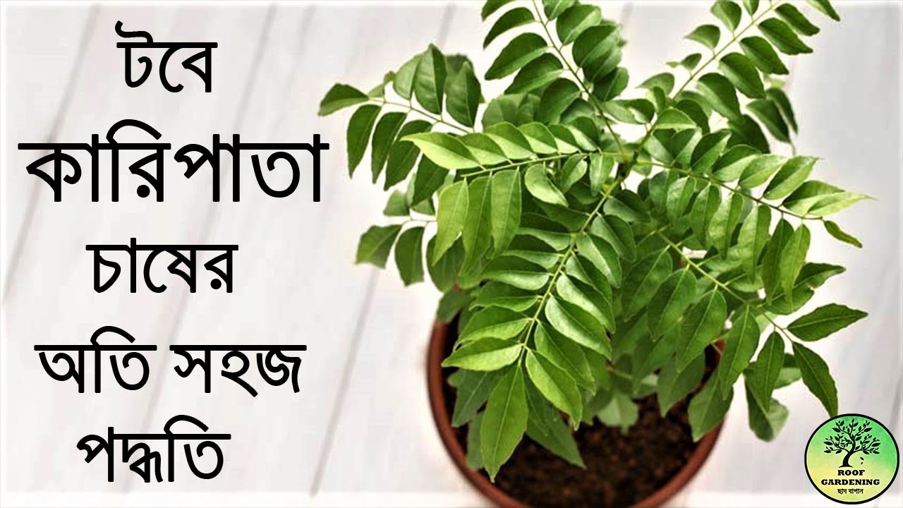 টবে কারি পাতা চাষের অতি সহজ পদ্ধতি / How to grow curry leaf plant at