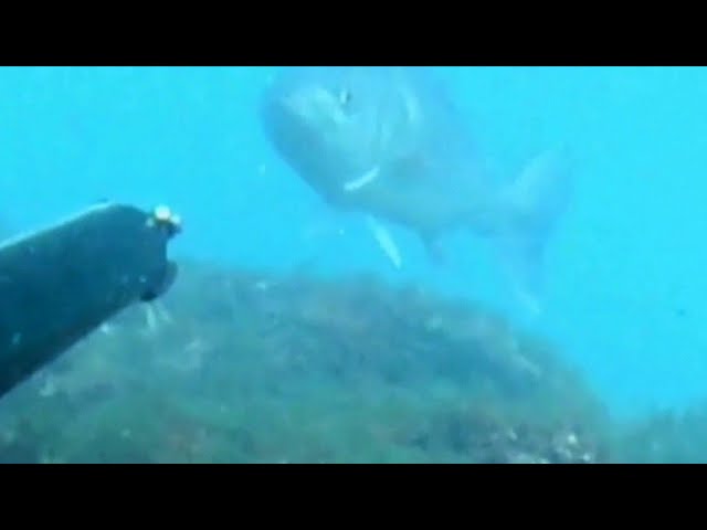 Pescasub : l'inverno e la grossa spigola con Concetto Felice by salvimar -  YouTube