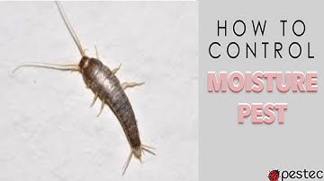 How to Get Rid of Silverfish in Your Home