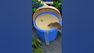 Funny! Mice can’t resist toy trap, whole group inside？#cat  #catandmouse  #funny #pets   #trending