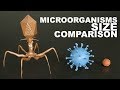 Microorganisms size comparison  3d