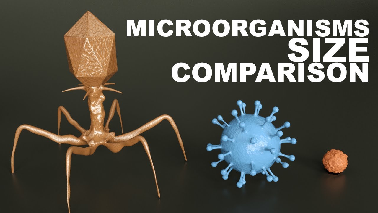 Microorganism Size Chart