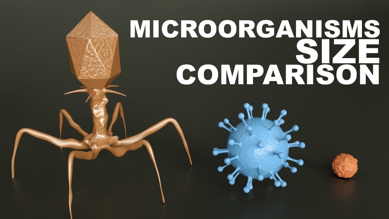 bacteria sizes