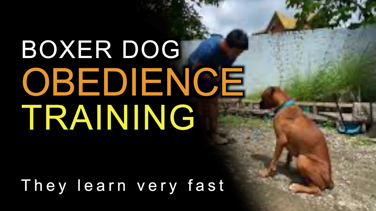 Boxer dog obedience training YouTube