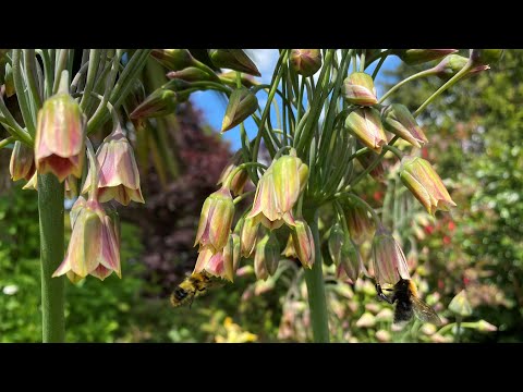 วีดีโอ: Nectaroscordum Bulb Care: เคล็ดลับในการปลูกดอกลิลลี่ในสวน