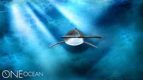 Humpback Whale 3D Rendering