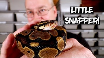 How to Predict Ball Python Hatchling Behavior!