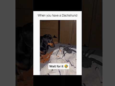 Dogs being idiots part 205: Dachshund 🤣🐕 #funnydog #funnypet #cutedog #dog #pets #shorts