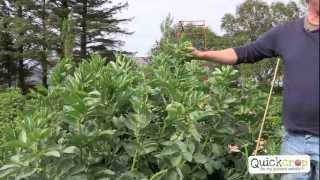 How to Grow Broad Beans  Video Tutorial