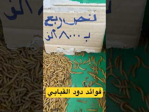سعر دود القبابي سوق الغزل