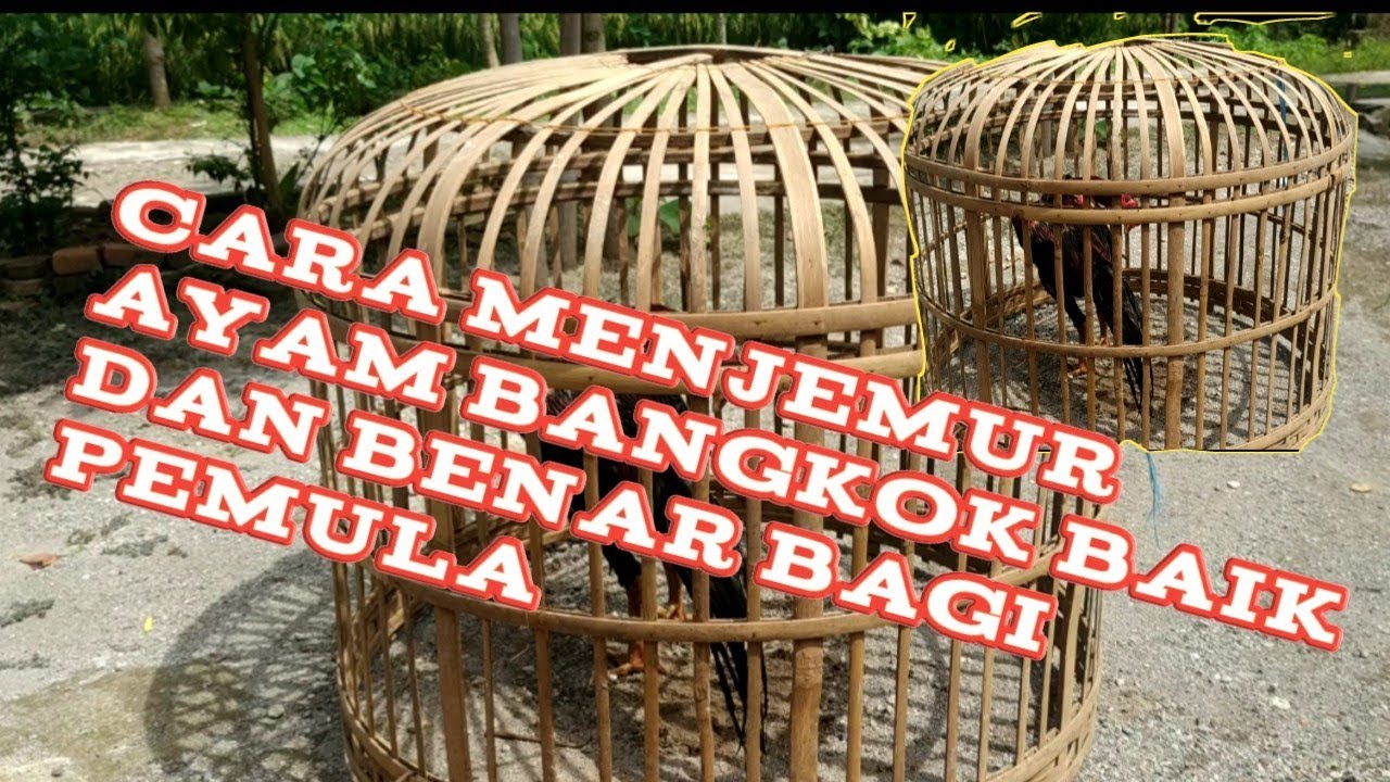 Cara Menjemur Ayam Bangkok Baik dan Benar Khusus Bagi Pemula 