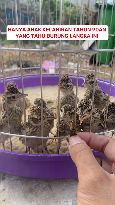 Pancingan Suara Burung Branjangan #kicaumania #kicauburunglovebird #burung #burunglovebirds