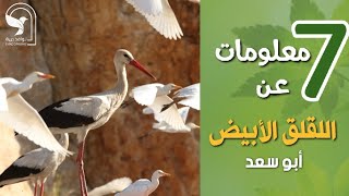 اللقلق الابيض ابو سعد بلارج أبيض طائر الحاج قاسم العنز ابو الوديعWhite stork