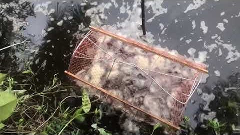 Đặt lờ ổ bọt bắt cá sặc mùa mưa….