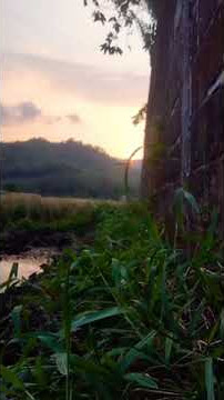 cinematic sore #storywa #shorts #cinematicalam #cinematicvideo #mentahanvideo #aestheticvideo