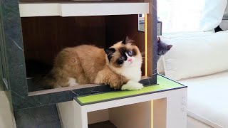 현대식 캣타워에서 고양이들이 노는 방법 / How Cats Play in a Modern Cat Tower