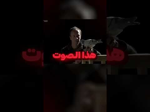 صوت البومة الأسطوري
