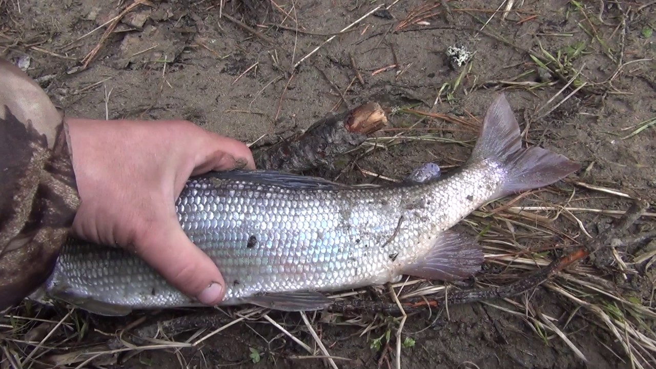 Вязание мушки Вязание обманки на хариуса Рыбалка 2017 Рыбалка на поплавок