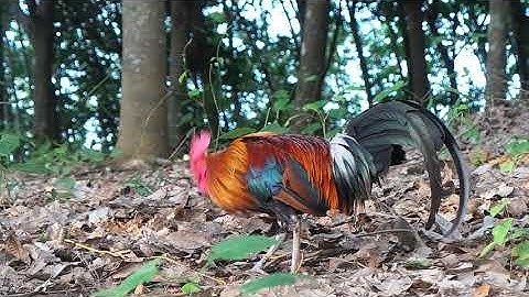 ไก่ป่า50%เหมือนไก่ป่ามาก Qaib qus pom2. Red Jungle fowl50%.