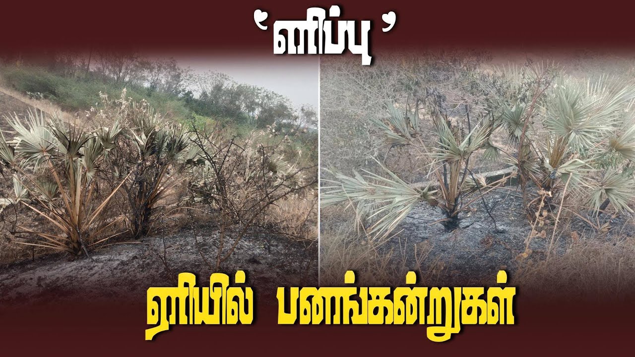 பொதுப்பணித்துறை நிலத்தில் அத்துமீறல் | Plam Tree | Law and order| Afforestation| Salem