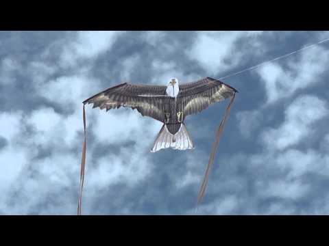 X-Kites 70 Eagle Kite