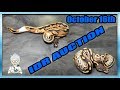 Reptiles for Auction October 16th 2018