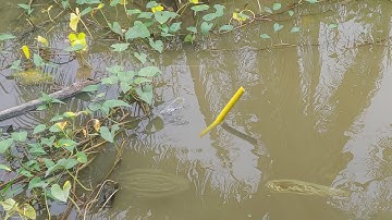 Câu Cá Rô Trê , Mương Vườn Hoang Mới Cục Mồi Đầu Tiên Đã Bị Con Trê Kéo Chìm Phao