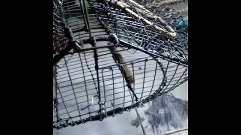 Jebakan double trap full besi