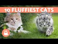 10 LONG HAIRED CAT BREEDS 🐱 The Furriest in the World の動画、YouTube動画。