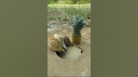Best Create Bird Trap Technique - Quail Trap #creative bird trap #shorts