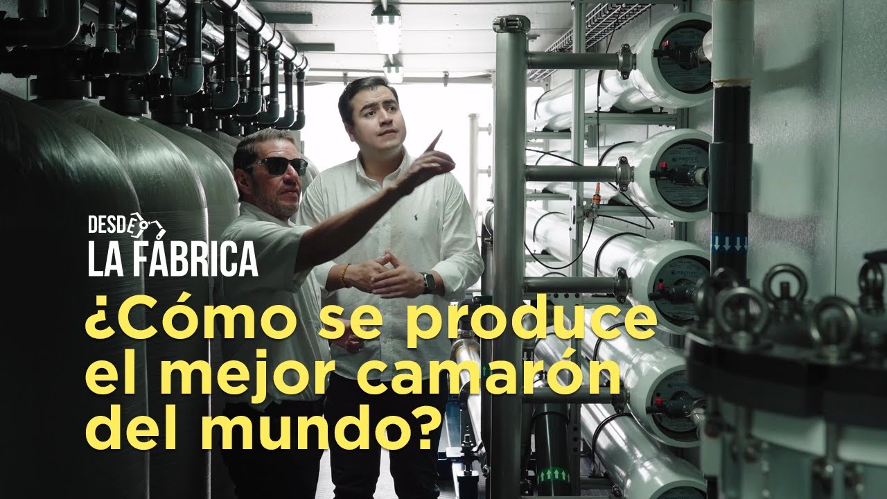 Desde la Fábrica: ¿Cómo se produce el mejor camarón del mundo?