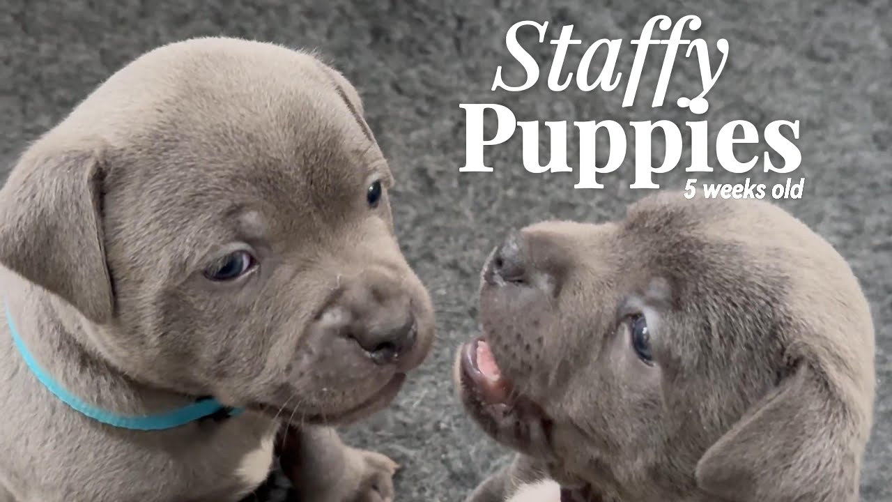5 Week Old Blue Staffy Puppies Playing | Petra & Tommy’s Adorable Staffordshire Bull Terrier Litter