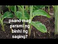 PAANO MAG PARAMI NG BINHI NG SAGING CARDAVA o DIPIG.tara mga ka agri silipin natin.