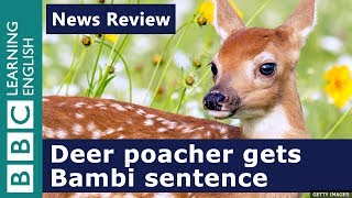 Deer poacher gets Bambi sentence: BBC News Review