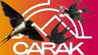 Download Lagu Suara Panggil Walet Borneo Sp Magneto l Suara Walet Rbw Sukses l SP Bikin Onar MP3