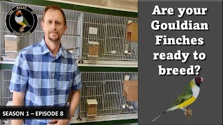 Gouldian Finches: House of Gouldians  Season 1 Episode 8