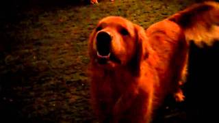 Luna The Golden Barks